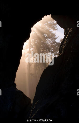 Ago arco di roccia con la foresta con raggi di sole nella nebbia, il Parco Nazionale di Olympic, Washington Foto Stock