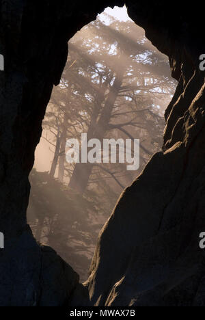 Ago arco di roccia con la foresta con raggi di sole nella nebbia, il Parco Nazionale di Olympic, Washington Foto Stock