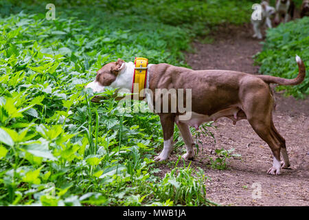 Cane a camminare nel parco Foto Stock