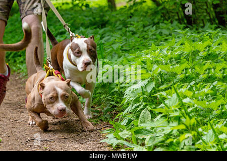 Uomo che cammina cani nel parco Foto Stock