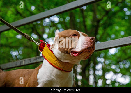 Cane a camminare nel parco in collari al guinzaglio Foto Stock