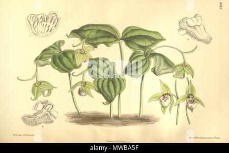 . Illustrazione di Cypripedium debile . 1908. M. S. del. ( = Matilda Smith, 1854-1926), J. N. Fitch lith. ( = John Nugent Fitch, 1840-1927) Descrizione da W. Watson (1858-1925) 149 Cypripedium debile - Curtis' 134 (Ser. 4 n. 4) pl. 8183 (1908) Foto Stock