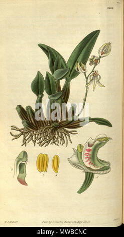 . Illustrazione di Dendrobium aemulum . 1829. W. J. H. (= William Jackson Hooker) (1785-1865) del., Swan sc. 158 Dendrobium aemulum- Curtis' 56 (N.S. 3) pl. 2906 (1829) Foto Stock