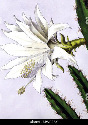 . Inglese: Disocactus speciosus . 1904. Schumann, Gürke & Vaupel Peter A. Mansfeld per l'immagine filtred. 164 Disocactus speciosus BlKakteenT157 Foto Stock