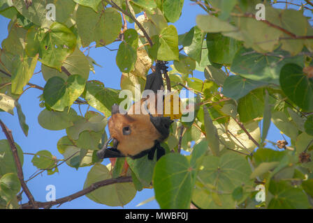Vista delle Maldive pipistrelli della frutta - small flying fox, isola di flying fox o variabile flying fox (Pteropus hypomelanus) - appeso da albero, Maldive, Indiana Foto Stock
