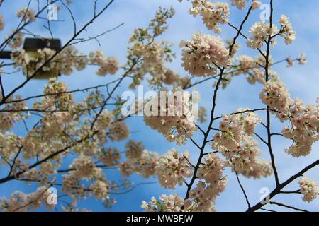 Bella grappoli di bianco-rosa blossoms contro il cielo con un lampione a Robarts Library, Toronto, ON. Foto Stock