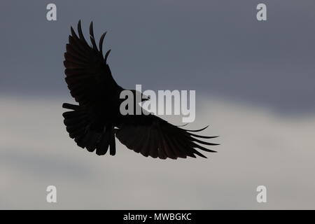 American Crow in volo Foto Stock