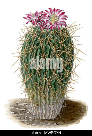 . Inglese: Echinocactus . 1904. Schumann, Gürke & Vaupel Peter A. Mansfeld per l'immagine filtred. 176 Echinocactus BlKakteenT159 Foto Stock