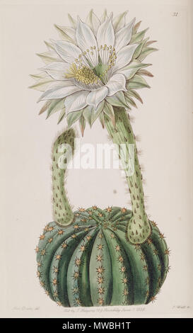 . Echinopsis eyriesii . 1838. Lindley 176 Echinopsis eyriesii (Echinocactus eyriesii var. glaucus) Edwards's Bot. Reg. 24 31. 1838 Foto Stock