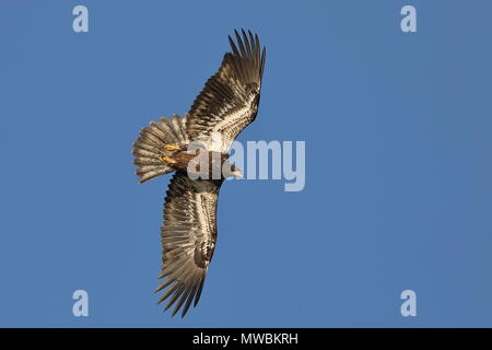 I capretti aquila calva caccia Foto Stock