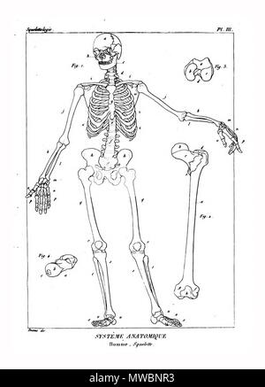 190 Encyclopédie méthodique - Systeme Anatomique, PL3 Foto Stock