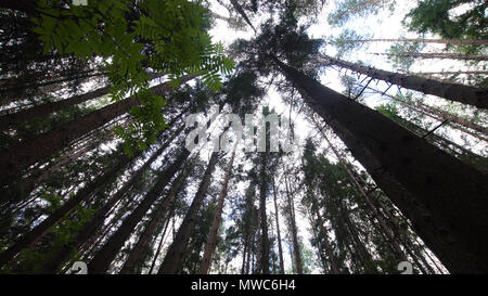 Varietà corone di alberi nella foresta di primavera contro il cielo blu con il sun. Vista inferiore degli alberi. I raggi di luce solare stanno attraversando tree corone. Foto Stock