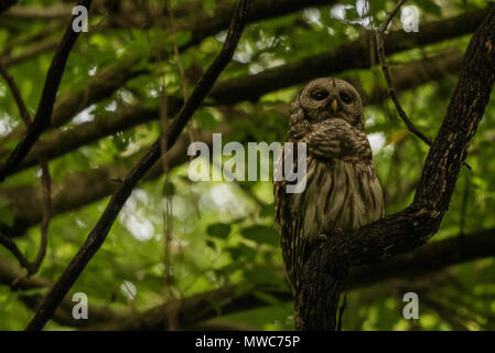 Un sbarrate allocco (Strix varia) seduto in una foresta scura al crepuscolo come si attende il buio a cadere. Foto Stock