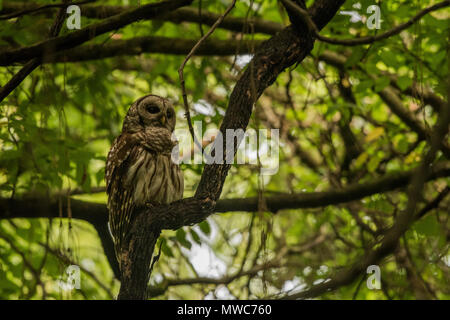 Un sbarrate allocco (Strix varia) seduto in una foresta scura al crepuscolo come si attende il buio a cadere. Foto Stock