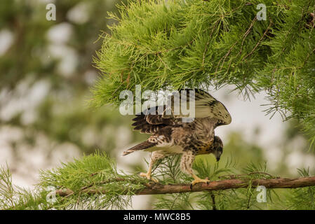 Una neonata red-tailed hawk (Buteo jamaicensis) in una struttura ad albero. Essa non ha ancora volato ma presto fledged e a sinistra la struttura ad albero e il nido in dietro. Foto Stock