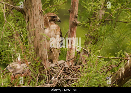 Un rosso tailed hawk (Buteo jamaicensis)in piedi nel nido ha costruito da bastoni. Foto Stock