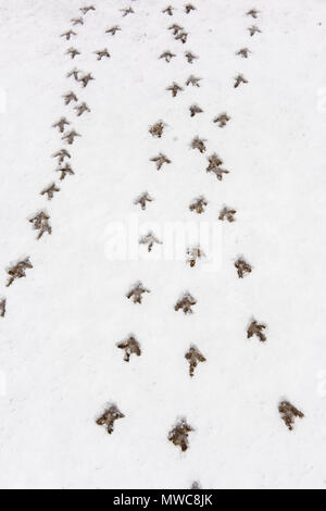 Sharp-tailed Grouse (Tympanuchus phasianellus) (precedentemente Tetrao phasianellus) tracce nella neve fresca, Rovere Amaca Marsh, Stonewall, Manitoba, Canada Foto Stock