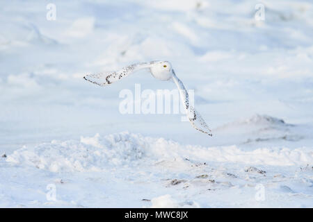 Civetta delle nevi (Bubo scandiacus) Caccia lungo la costa della Baia di Hudson, Wapusk National Park, Cape Churchill, Manitoba, Canada Foto Stock