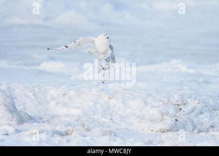 Civetta delle nevi (Bubo scandiacus) Caccia lungo la costa della Baia di Hudson, Wapusk National Park, Cape Churchill, Manitoba, Canada Foto Stock