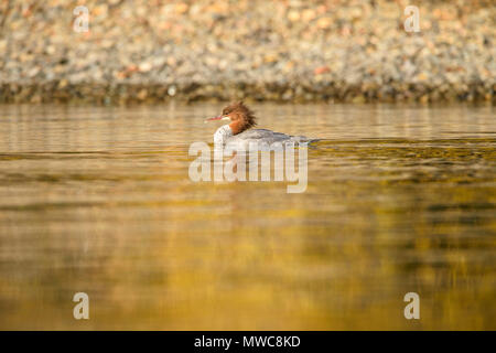 Comune (merganser Mergus merganser) su un fiume di salmoni durante la stagione riproduttiva (femmine), Chilcotin deserto, BC interno, Canada Foto Stock