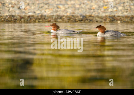 Comune (merganser Mergus merganser) su un fiume di salmoni durante la stagione riproduttiva (femmine), Chilcotin deserto, BC interno, Canada Foto Stock