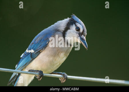 Blue Jay (Cyanocitta cristata), maggiore Sudbury, Ontario, Canada Foto Stock