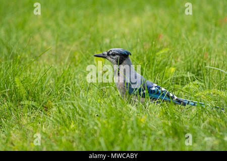 Blue Jay (Cyanocitta cristata), maggiore Sudbury, Ontario, Canada Foto Stock