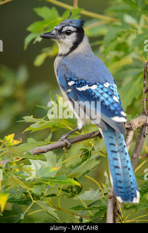 Blue Jay (Cyanocitta cristata), maggiore Sudbury, Ontario, Canada Foto Stock