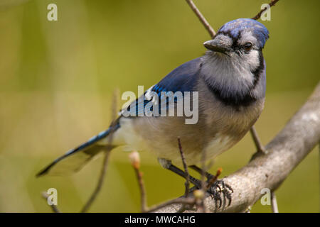 Blue Jay (Cyanocitta cristata), maggiore Sudbury, Ontario, Canada Foto Stock