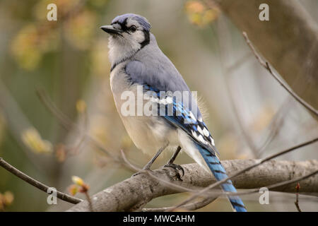 Blue Jay (Cyanocitta cristata), maggiore Sudbury, Ontario, Canada Foto Stock