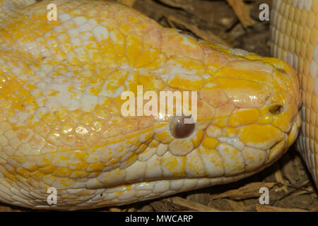 Birmano (Python Python bivittatus) captive. Originaria del sud e del sud-est asiatico, Reptilia reptile zoo, Vaughan, Ontario, Canada Foto Stock