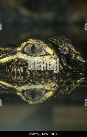 Il coccodrillo americano (Alligator mississipiensis), prigionieri Reptilia reptile zoo, Vaughan, Ontario, Canada Foto Stock