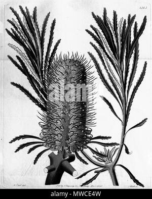 . Questa è una scansione in bianco e nero di Edwards di registro botanico, Volume 16, Piastra 1363. Banksia littoralis (Banksia littoralis R.Br.). 1830. TBA 180 Edwards botanico Volume di registro 16 Piastra 1363 - Banksia littoralis Foto Stock