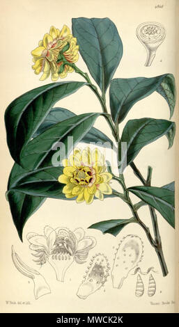 . Illustrazione di Eupomatia bennettii . 1855. William Jackson Hooker (1785-1865) 198 Eupomatia laurina Foto Stock