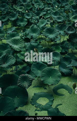 Verde foglie di lotus con lenticchie d'acqua di stagno selvatico Foto Stock