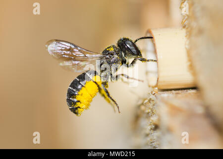 Femmina resina solitaria ape (Heriades crenulatus) si avvicina un insetto hotel per portare il giallo il polline dei fiori aster per il suo nido in una cava levetta reed. Foto Stock