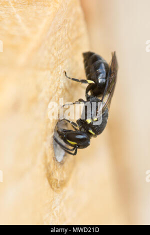 Yellow-Face comune Bee (Hylaeus communis) guarnizioni femmina di uscita della sua cavità-nest con cellophane membranosa-come secrezione ghiandolare. Foto Stock