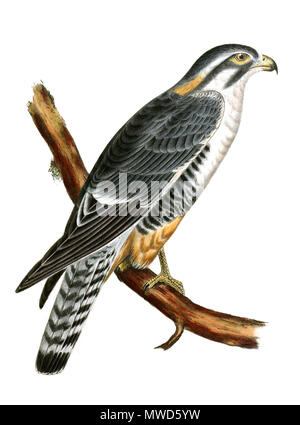 . Inglese: Aplomado Falcon, adulto, Falco femoralis, colorate a mano litografia . 1859. Governo degli Stati Uniti, Dipartimento di guerra (artista/litografo sconosciuto) 201 Falco femoralis-PacificRR-AA Foto Stock