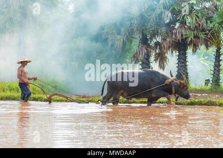 Sakonnakhon, Tailandia - 30 Luglio 2016: agricoltore il controllo di buffalo per arare il riso in fattoria rurale di Sakonnakhon, Thailandia Foto Stock