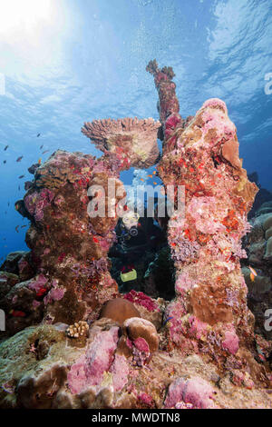 Fuvahmulah Isola, Oceano Indiano, Maldive. Xi Febbraio, 2018. Femmina scuba diver guarda attraverso un arco di corallo Credito: Andrey Nekrasov/ZUMA filo/ZUMAPRESS.com/Alamy Live News Foto Stock