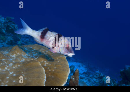 Febbraio 8, 2018 - Isola (Atoll) Fuvahmulah, India, Maldive - Indiano Doublebar Goatfish (Parupeneus trifasciatus) nuotare in corallo. (Credito Immagine: © Andrey Nekrasov/ZUMA filo/ZUMAPRESS.com) Foto Stock