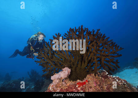 Fuvahmulah Isola, Oceano Indiano, Maldive. 24 Mar, 2018. Femmina scuba diver guarda al soft coral - Sole Nero Coral Credito: Andrey Nekrasov/ZUMA filo/ZUMAPRESS.com/Alamy Live News Foto Stock