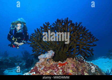 Fuvahmulah Isola, Oceano Indiano, Maldive. 24 Mar, 2018. Femmina scuba diver guarda al soft coral - Sole Nero Coral Credito: Andrey Nekrasov/ZUMA filo/ZUMAPRESS.com/Alamy Live News Foto Stock