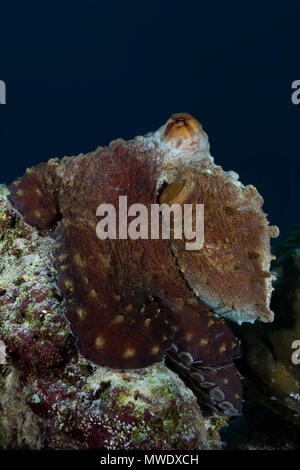 Oceano Indiano, Maldive. 7 apr, 2018. Big Blue Polpo (Octopus cyanea) è seduto sulla cima della scogliera Credito: Andrey Nekrasov/ZUMA filo/ZUMAPRESS.com/Alamy Live News Foto Stock