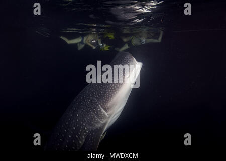 Oceano Indiano, Maldive. 7 apr, 2018. Due riprese mans squalo balena (Rhincodon typus) filtro-plancton alimentazione nella notte Credito: Andrey Nekrasov/ZUMA filo/ZUMAPRESS.com/Alamy Live News Foto Stock