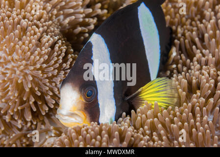 Marzo 14, 2018 - Isola (Atoll) Fuvahmulah, India, Maldive - Clark (anemonefish Amphiprion clarkii) nel credito anemone: Andrey Nekrasov/ZUMA filo/ZUMAPRESS.com/Alamy Live News Foto Stock