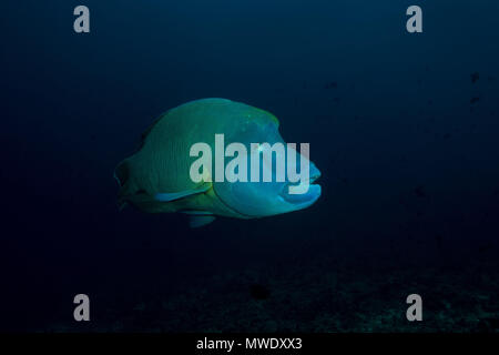 Oceano Indiano, Maldive. Xxi Mar, 2018. Humphead Wrasse o Napoleonfish (Cheilinus undulatus) nuotare in th blu acqua Credito: Andrey Nekrasov/ZUMA filo/ZUMAPRESS.com/Alamy Live News Foto Stock