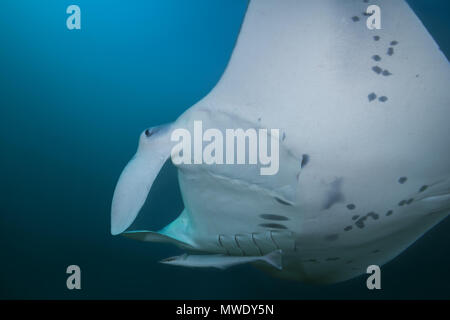 Oceano Indiano, Maldive. 22 Mar, 2018. Reef Manta Ray (Mobula alfredi, Manta alfredi ) nuotare nelle acque blu Credito: Andrey Nekrasov/ZUMA filo/ZUMAPRESS.com/Alamy Live News Foto Stock