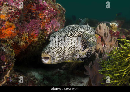 Oceano Indiano, Maldive. 22 Mar, 2018. Mappa Puffer Credito: Andrey Nekrasov/ZUMA filo/ZUMAPRESS.com/Alamy Live News Foto Stock