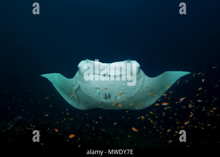 Oceano Indiano, Maldive. 22 Mar, 2018. Reef Manta Ray (Mobula alfredi, Alfred manta) sorge in corrispondenza della stazione di pulizia Credito: Andrey Nekrasov/ZUMA filo/ZUMAPRESS.com/Alamy Live News Foto Stock